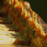 Propolis